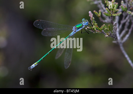 Männliche Emerald Damselfly Lestes Sponsa, New Forest, England Stockfoto