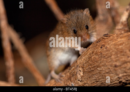 Ernte Maus Micromys Minutus (Captive) Stockfoto