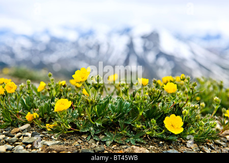 Almwiese mit Potentilla Blumen blühen auf dem Whistlers Mountain in Jasper Nationalpark, Kanada Stockfoto