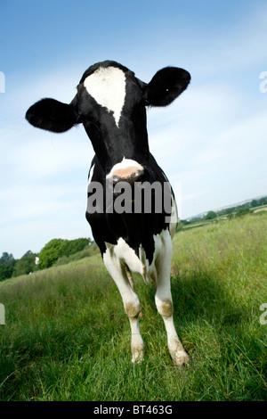 Friesen Kuh in saftig grüne Wiese Blick gerade in Kamera Stockfoto