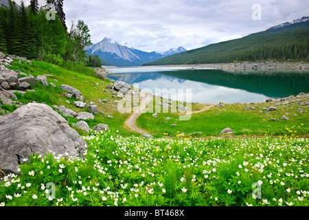 Wildblumen auf dem Ufer von Medicine Lake im Jasper Nationalpark, Kanada Stockfoto