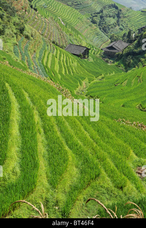 LongJi Reisterrassen (Provinz Guangxi, China) im Spätsommer mit Bäuerin Hütten Stockfoto