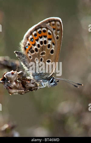 Silber besetzte blaue Plebeius Argus, New Forest, England Stockfoto