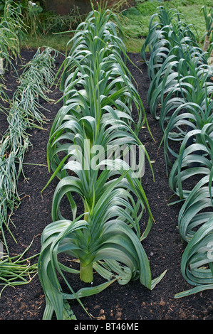 Eine Detailansicht des einen essbaren Garten mit Lauch blanchieren Stockfoto