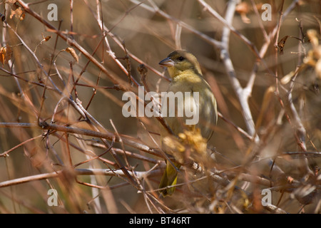 Südlichen maskierte Weber (Ploceus Velatus) oder Dotterhäutchen Masked Weaver oder afrikanischen Masked Weaver Stockfoto