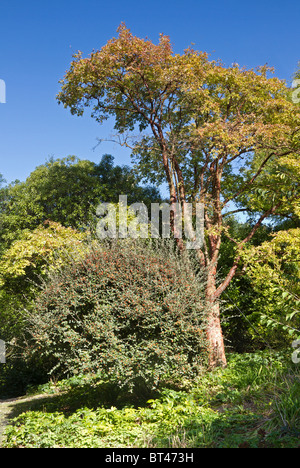 Eine schöne PaperBark Ahorn (Acer griseum) im frühen Herbst, Großbritannien Stockfoto