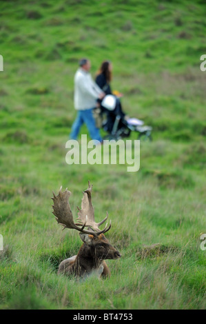 Die Menschen gehen vorbei an Damwild Hirsche in Petworth Park West Sussex im sonnigen Herbst Tag UK Stockfoto