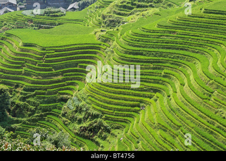 LongJi Reisterrassen (Provinz Guangxi, China) im Spätsommer. Die Linien um den Berg herum bildet fast ein abstraktes Muster Stockfoto