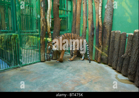 Zoo Prag Tschechische Republik Stockfoto