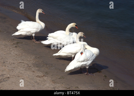 Schwäne am Ufer des Lake Ontario Bucht ruht. Stockfoto