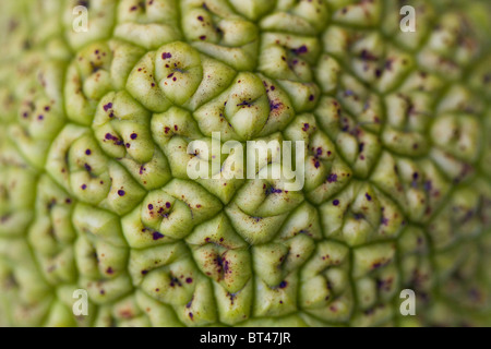 Osage Orange Frucht (Maclura Pomifera) Nahaufnahme der Oberfläche Stockfoto