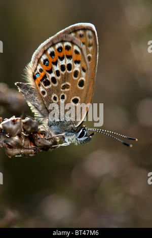 Silber besetzte blaue Plebeius Argus, New Forest, England Stockfoto