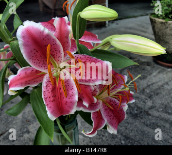 Asiatische Lilie rot rosa rot marmoriert grüne Pflanze Blume Stockfoto