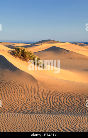 Kanarische Inseln, Gran Canaria, Playa del Ingles, Maspalomas Sand Dunes National Park Stockfoto