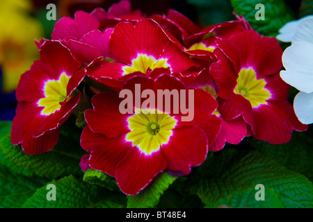 rote Primel Stockfoto