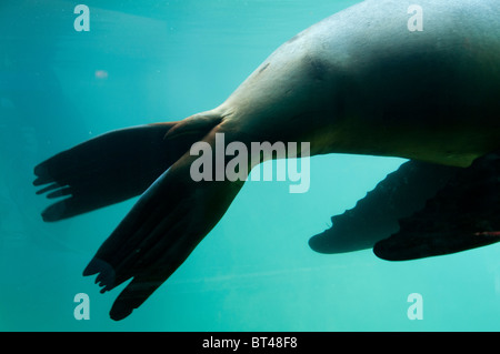 Kalifornische Seelöwe im Zoo. Stockfoto