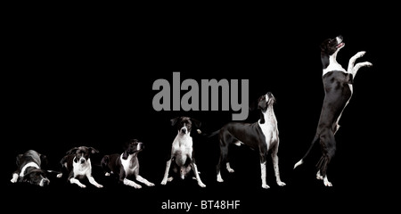 Schöner Hund auf dem Boden liegend, mit einem traurigen Blick, isoliert auf schwarz Stockfoto