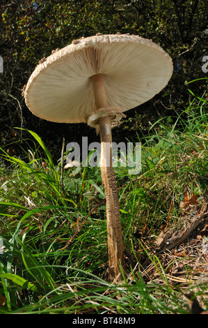 Parasol Pilz - Macrolepiota Procera Unterseite Blick auf großen Pilz Stockfoto