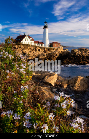 Blühende Herbst Astern auf einer felsigen Klippe im Morgengrauen mit Blick auf die Portland Head Leuchtturm in der Nähe von Portland, Maine, USA Stockfoto