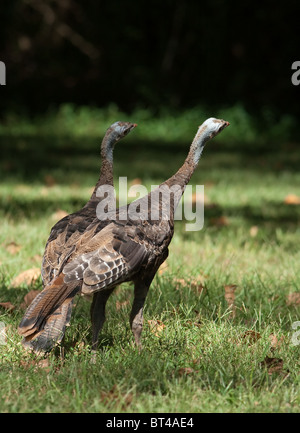 Wilde putenhühner füttern sich zusammen „Meleagris galopavo“ Stockfoto