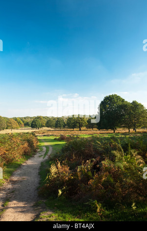 Herbst im Richmond Park, Surrey, Uk Stockfoto