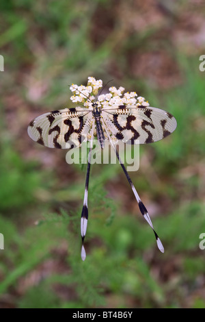 Florfliege (Nemoptera Sinuata) Stockfoto