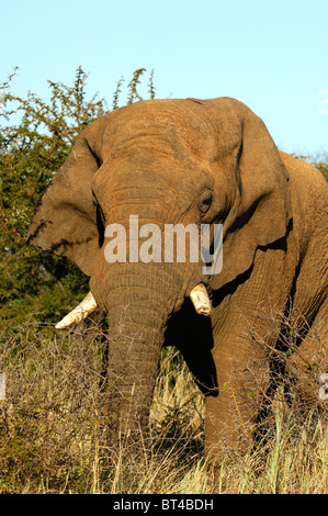 Afrikanischer Elefant (Loxodonta Africana), im Alter von Bull mit abgenutzten Stoßzähnen steht das Reisig, Madikwe Game Reserve, Südafrika Stockfoto