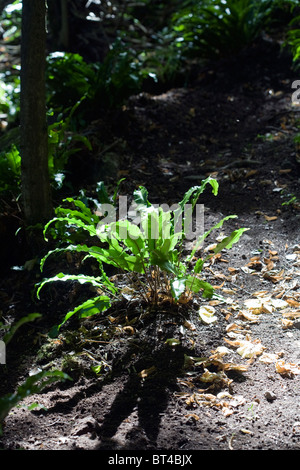 Harts Zunge Farn Symonds Yat River Wye Gloucestershire England Stockfoto