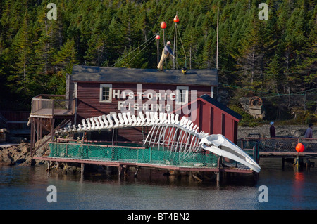 Kanada, Neufundland und Labrador, Twillingate. Erstklassige historische Angelzentrum Liegeplatz & Kabeljau Fischereimuseum. Stockfoto