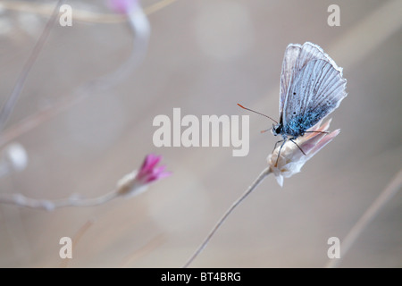 ein Schmetterling ruht auf einer Knospe Blume Stockfoto