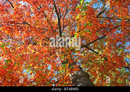 PIN Oak scarlet und rote Blätter im Herbst Quercus palustris Stockfoto