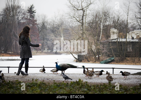 Fütterung der Vögel im Königlichen Bäder Park in Warschau Stockfoto