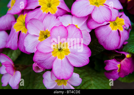 Rosa Primel Stockfoto