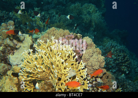 Typische Korallenriff im Roten Meer. Rote Fische Squamipinnis Anthias, Korallen Stockfoto