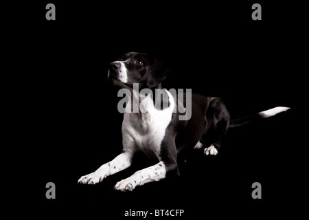 Schöner Hund auf dem Boden mit liegen und auf der Suche nach oben, isoliert auf schwarz Stockfoto