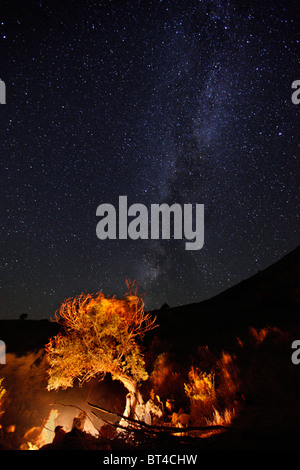 Baum beleuchtet durch Feuer und Milky way Stockfoto