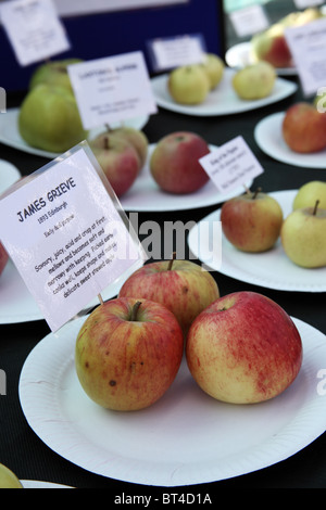 James Grieve, seltene Apfelsorte Stockfoto