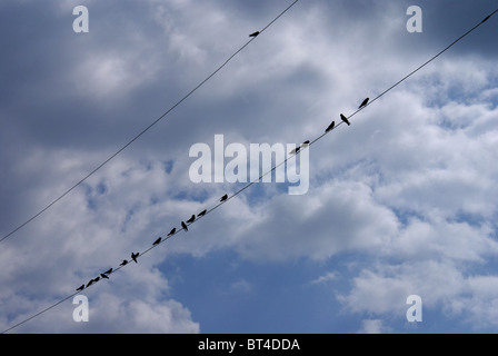 Vögel auf Draht Stockfoto