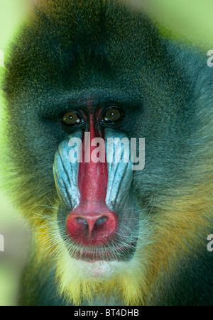 Mandrill männlichen Papio sphinx Stockfoto