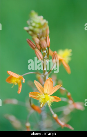 Bulbine Frutescens oder die Schlange Blume in Makro Stockfoto
