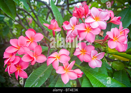 Frangipani oder Plumeria Blüten der Gattung Plumeria rubra Stockfoto