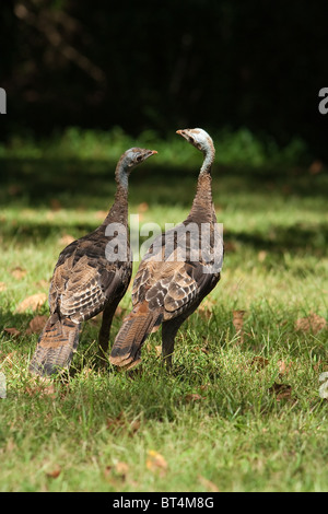 Wilde putenhühner füttern sich zusammen „Meleagris galopavo“ Stockfoto
