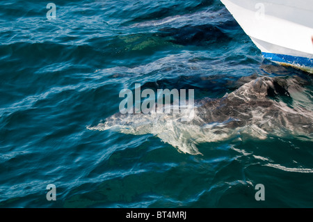 Galapagos-Inseln, Ecuador. Schweinswale im Zuge der M/V Athala Bogen. Stockfoto