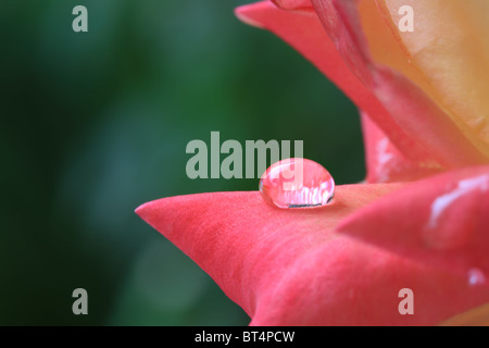 Makroaufnahme von Wassertropfen auf Rose Petal mit sehr geringen Schärfentiefe Stockfoto