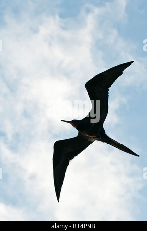 Männliche herrlichen Fregattvogels (Fregata magnificens), Galapagos-Inseln, Ecuador. Stockfoto