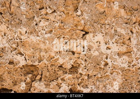 Coquina Wand Hintergrund Stockfoto