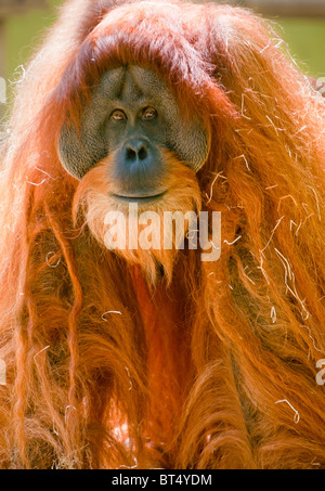 Ältere männliche Orang-Utan Stockfoto