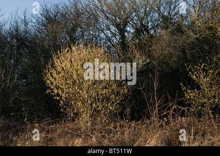 Kätzchen auf einem Hazel Baum, (Corylus), unter anderen Bäumen wächst. Stockfoto