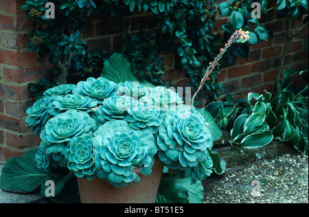 Nahaufnahme der Topf mit Silber-grünen Echeveria. Stockfoto