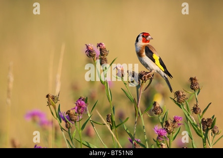 Europäische Stieglitz (Zuchtjahr Zuchtjahr) ernähren sich von Braun Flockenblume (Centaurea Jacea). Europa Stockfoto